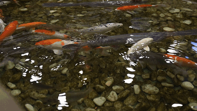 成日用距地嘅大嘴系度打架) 中意葛话仲可以去买包鱼饲料(2)去喂鱼