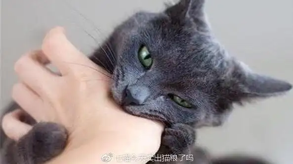如何纠正猫咪咬人的行为
