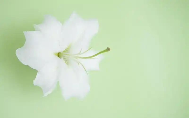 清新脱俗淡雅百合花高清桌面壁纸