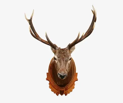 野生羚羊图片素材