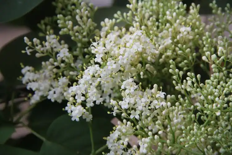 《 碎花小清新 》