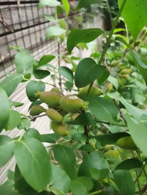 腊梅果实怎样处理