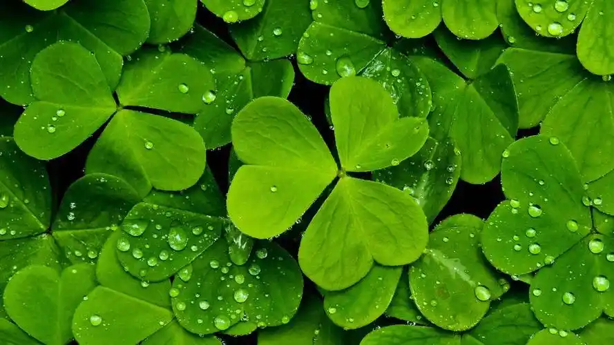 快手双击免费网站-抖音24小时自助在线下单