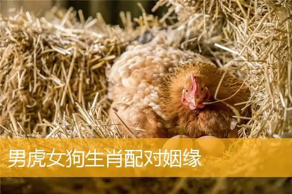 男虎女狗生肖配对姻缘