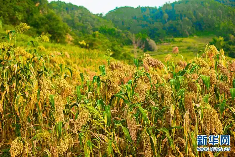 云南丰收图一道靓丽的风景线