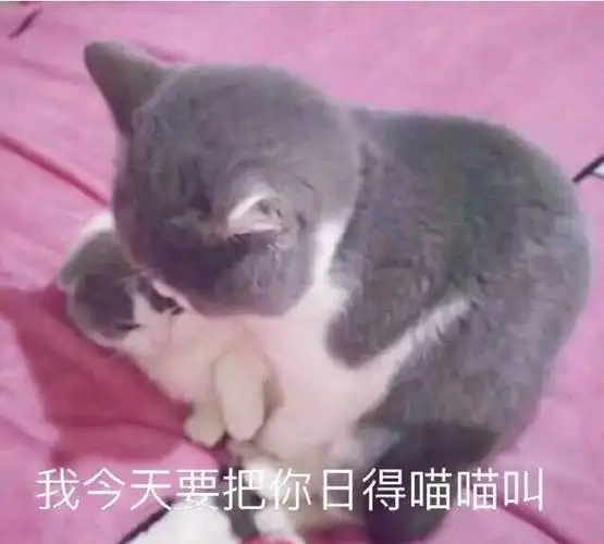 男女调情,有点污的表情包