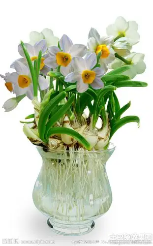水仙花图片大全设计图片赏析