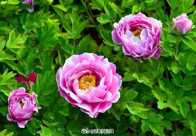 有这么多颜色#】黑的,绿的,紫的,黄的……日前,河南洛阳牡丹陆续盛开