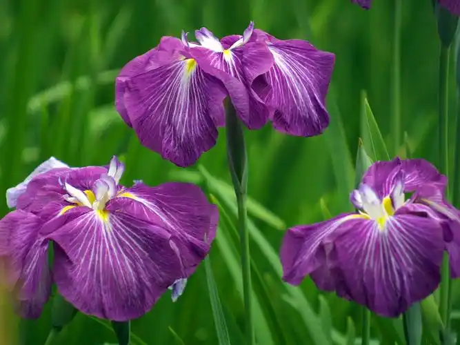 优雅,香妍.   生空谷,饮清泉.   香郁书苑,幽洒南山.