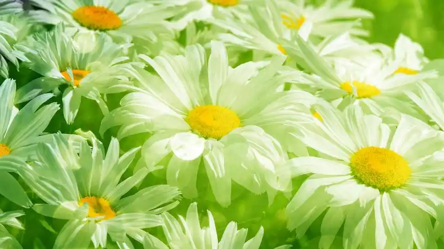 58m上传时间:2020-06-16壁纸标签:护眼壁纸封面图护眼壁纸【421】壁纸