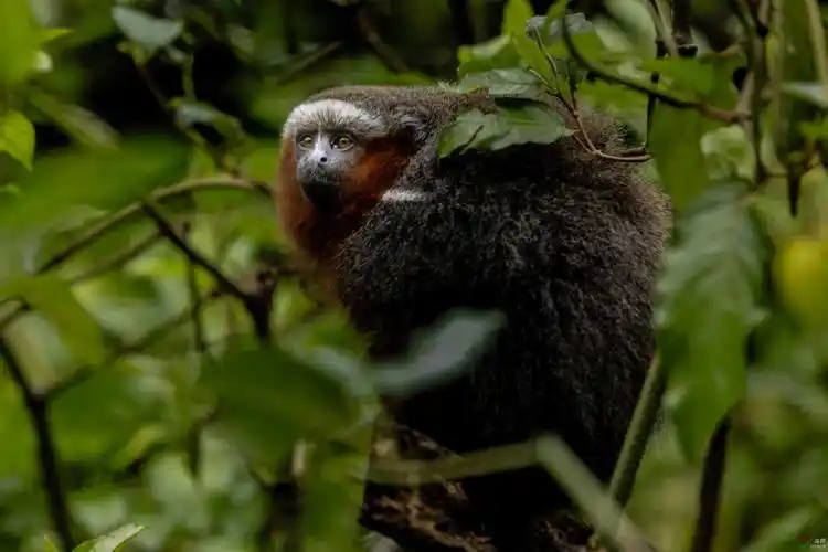 亚马逊热带雨林红毛猴祝贺荣获首页动物精华