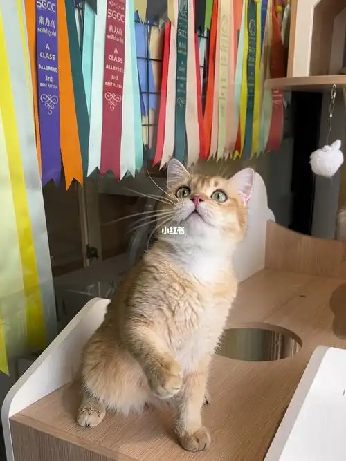 金渐层弟弟辛巴东莞猫舍