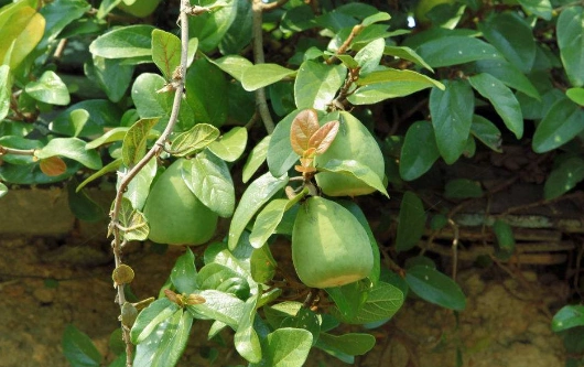 霹雳果的果实十分的坚硬,将霹雳果刨开之后它会流出汁水,这汁水就是做