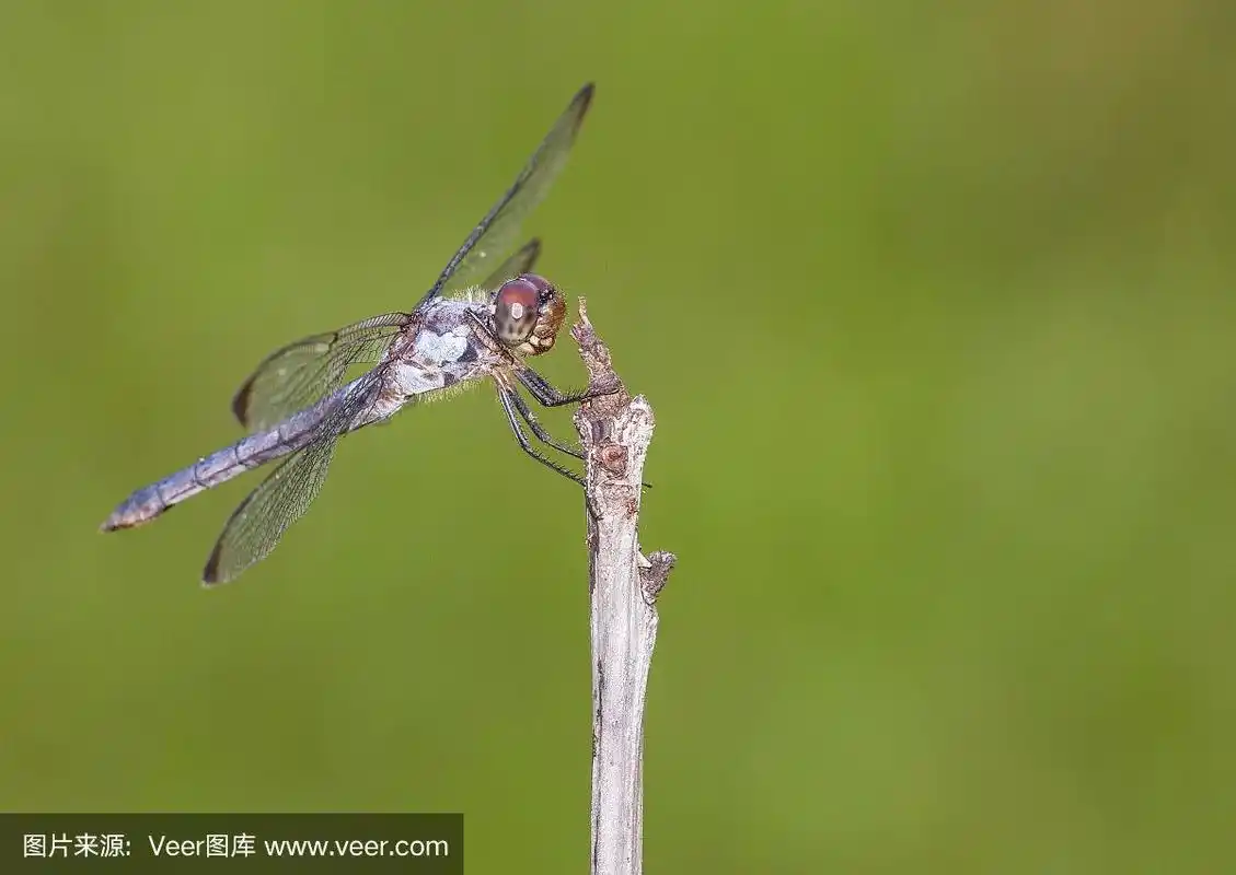 蜻蜓,巨大的,褐色,灰色,动物嘴