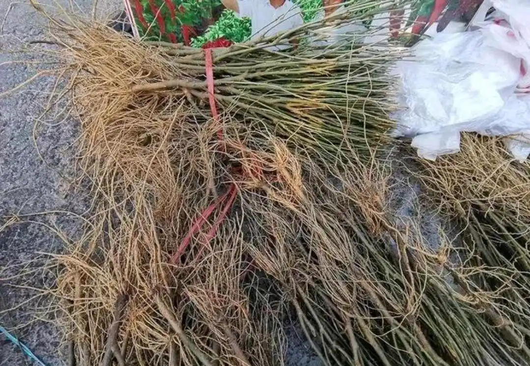 农村集市上有哪些骗局?我买过假的辣椒树