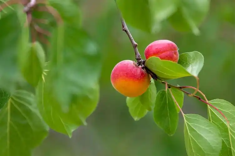 就等你来海原县史店乡田拐村红梅杏采摘节准备好了