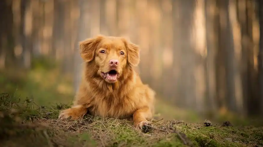 狗前视图,棕色的猎犬 壁纸