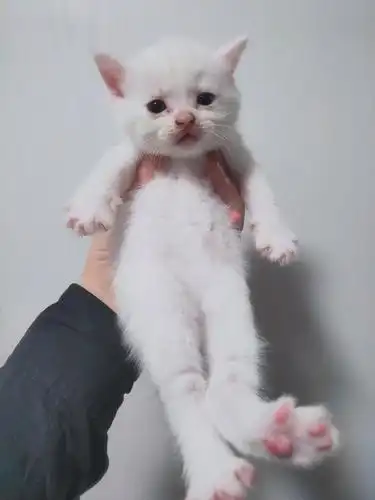 500出自家英短美短生的串串