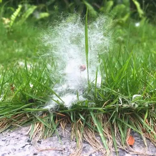 木棉花絮满天飞!有一种人可千万不要靠近!