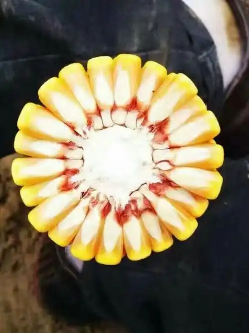 华农866玉米马齿型.高产