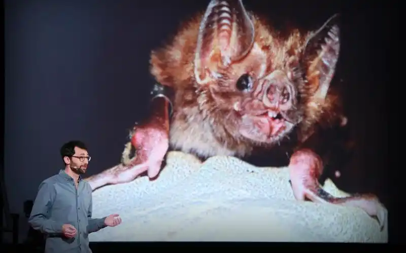 吸血蝙蝠接种疫苗能教会我们什么是流行病(cc字幕)_哔哩哔哩 (゜-゜)