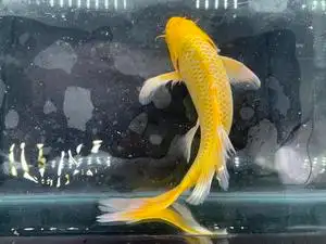 黄金龙凤锦鲤,长度20厘米左右