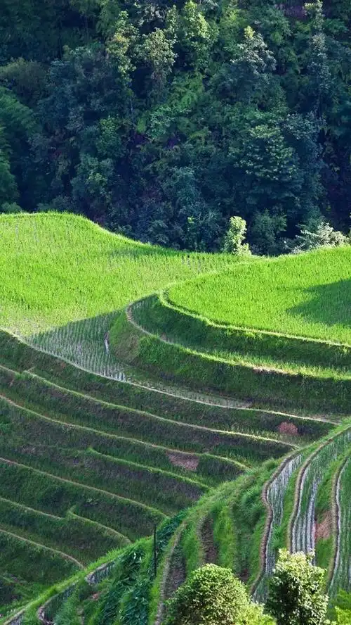 美丽的龙胜梯田,绿树成荫,绿色,广西,中国 iphone 壁纸