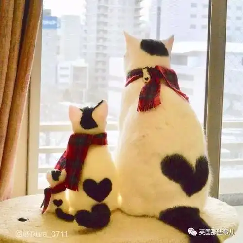 猫咪的背影杀真的怎么都看不够啊