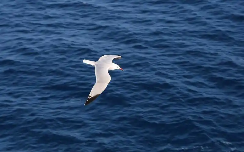 飞鸟电脑壁纸大全飞鸟鸟类小鸟可爱动物野生动物动物世界飞翔