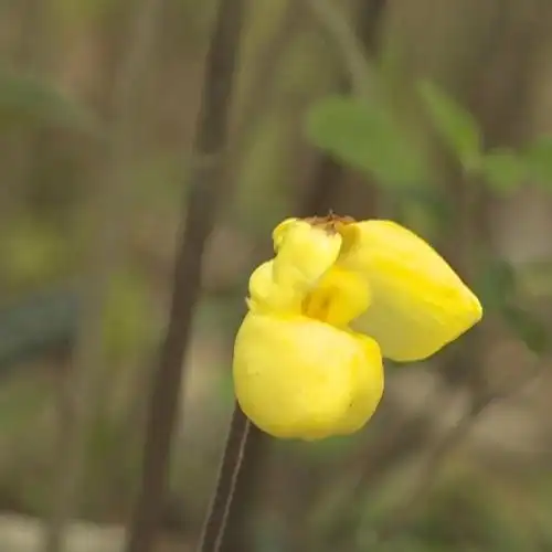 保山杏黄兜兰绽放高黎贡