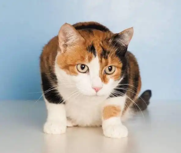 purr w/mc (gms #10075)