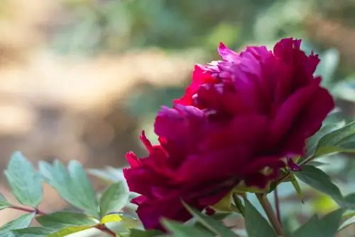 2020童梦香村～风景篇