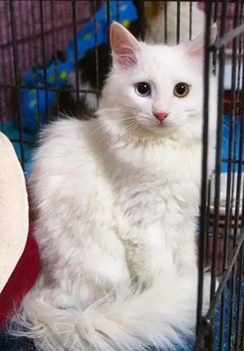 是波斯猫?还是土猫?