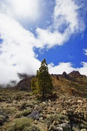 松树在山上.飘过群山的天空