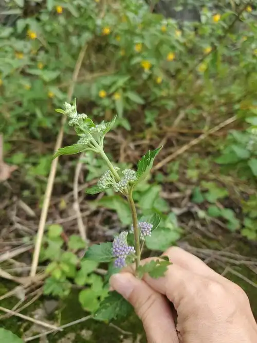 兰香草,马鞭草科莸属.又名山薄荷,花果期6-10月.