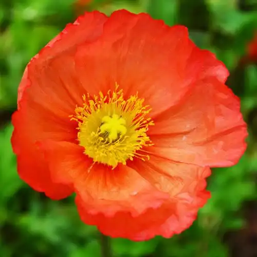 鲜艳罂粟花_好看的微信头像图片_扣扣居