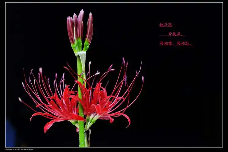 《彼岸花》本是同根生,生死不相见.