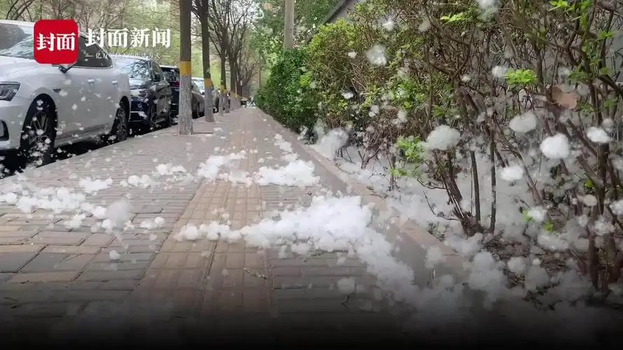 北京城区迎今年首个杨柳飞絮高峰 实拍飞絮漫天如下雪