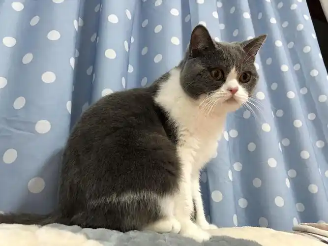 【南京】英短加白小偿领养