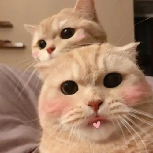 「可爱头像」施一个魔法,烦恼与你我都无关