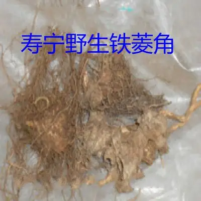 寿宁特产纯天然野生铁菱角 拳头 四角茶 溪荷 特价500克