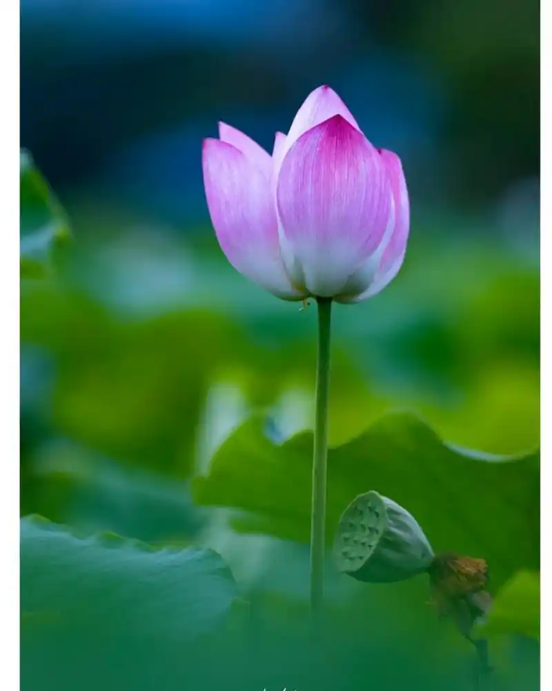 ❤荷花,清雅脱俗,自古便是文人墨客笔下的挚爱,每一朵都似蕴含着