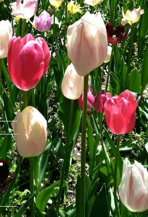 黑龙江森林植物园的郁金香,牡丹花正值旺花期,非常好看,拍一些和大家