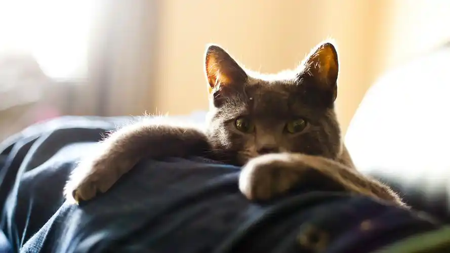 精选调皮可爱的猫咪图片猫星人卖萌高清电脑桌面壁纸下载第一辑5p