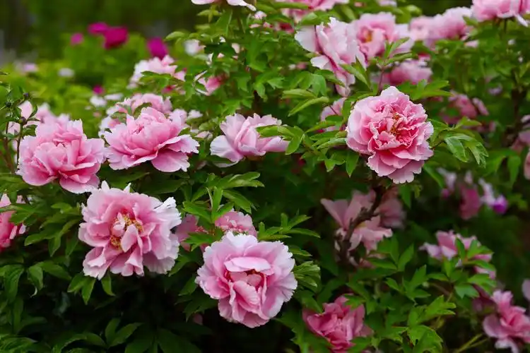 牡丹花很漂亮!雍容华贵!拍摄定格美丽!(相机拍摄)