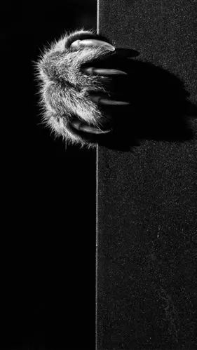 黑色· 动物系壁纸