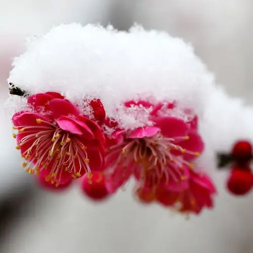 傲雪红梅