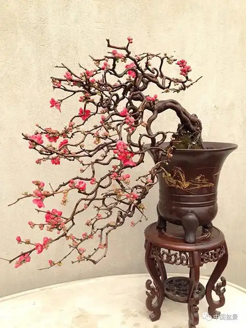 欣赏制作海棠盆景只恐夜深花睡去故烧高烛照红妆