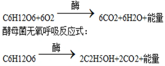 酵母菌有氧呼吸和无氧呼吸的方程式-爱问教育培训