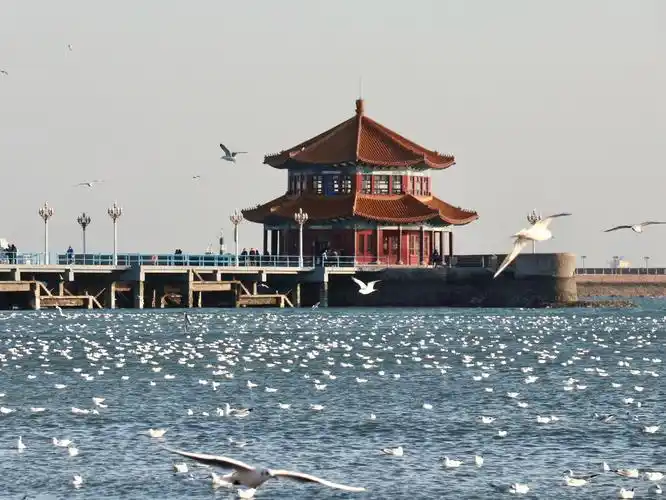 青岛;栈桥红嘴海鸥